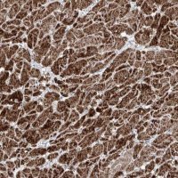 Anti-NDUFB3 antibody produced in rabbit 