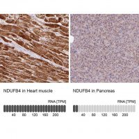 Anti-NDUFB4 antibody produced in rabbit 