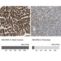 Anti-NDUFB5 antibody produced in rabbit 