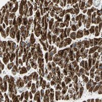Anti-NDUFB5 antibody produced in rabbit 