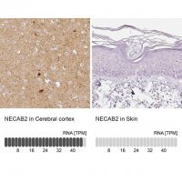 Anti-NECAB2 antibody produced in rabbit