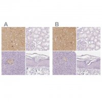 Anti-NECAB2 antibody produced in rabbit