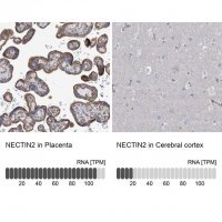 Anti-NECTIN2 antibody produced in rabbit