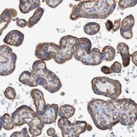 Anti-NECTIN2 antibody produced in rabbit