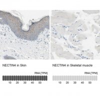 Anti-NECTIN4 antibody produced in rabbit 