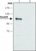 Anti-Nedd9 antibody produced in rabbit