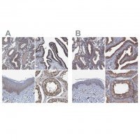 Anti-NEK1 antibody produced in rabbit