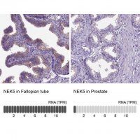 Anti-NEK5 antibody produced in rabbit