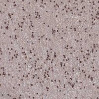 Anti-NELFA antibody produced in rabbit 