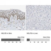 Anti-NELFB antibody produced in rabbit HPA020259-100UL