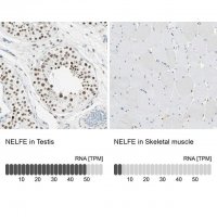 Anti-NELFE antibody produced in rabbit 