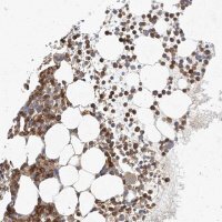 Anti-NFAM1 antibody produced in rabbit