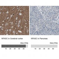 Anti-NFASC antibody produced in rabbit 