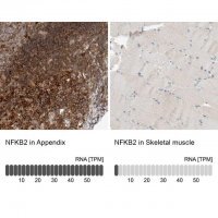 Anti-NFKB2 antibody produced in rabbit HPA023900-100UL