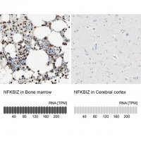 Anti-NFKBIZ antibody produced in rabbit