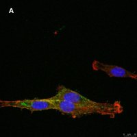 Anti-NG2 Antibody, clone 1L2, ZooMAb� Rabbit Monoclonal 