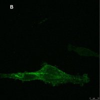 Anti-NG2 Antibody, clone 1L2, ZooMAb� Rabbit Monoclonal 