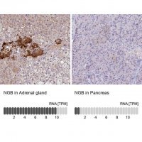 Anti-NGB antibody produced in rabbit 
