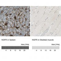 Anti-NGFR antibody produced in rabbit 