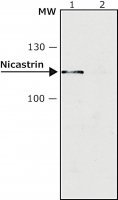 Anti-Nicastrin antibody produced in rabbit N1660-.2ML