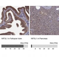 Anti-NIF3L1 antibody produced in rabbit 