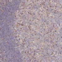 Anti-NIN antibody produced in rabbit 