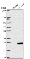 Anti-NKAIN4 antibody produced in rabbit HPA029876-100UL