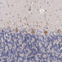 Anti-NKAIN4 antibody produced in rabbit HPA029876-100UL