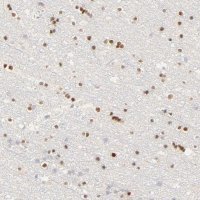 Anti-NKX2-2 antibody produced in rabbit 