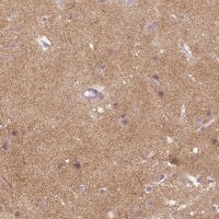 Anti-NLGN2 antibody produced in rabbit 