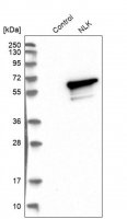 Anti-NLK antibody produced in rabbit
