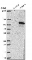Anti-NLRP11 antibody produced in rabbit 