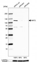 Anti-NMT2 antibody produced in rabbit