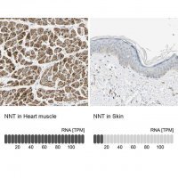 Anti-NNT antibody produced in rabbit