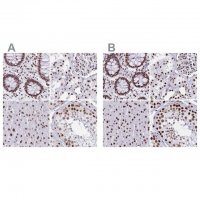 Anti-NONO antibody produced in rabbit 