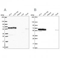 Anti-NONO antibody produced in rabbit 