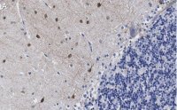 Anti-NOS1 Antibody, clone 1F14 ZooMAb� Rabbit Monoclonal 