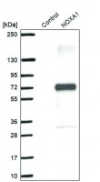 Anti-NOXA1 antibody produced in rabbit 