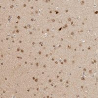 Anti-NPAS2 antibody produced in rabbit