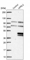 Anti-NPRL2 antibody produced in rabbit