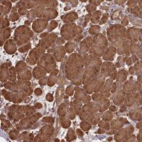 Anti-NPRL2 antibody produced in rabbit