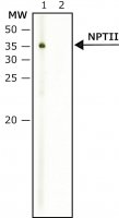 Anti-NPTII antibody produced in rabbit N6537-200UL