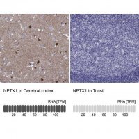 Anti-NPTX1 
