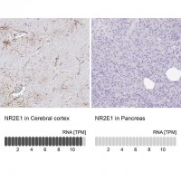 Anti-NR2E1 antibody produced in rabbit 