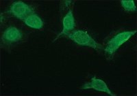 Anti-NR4A2 antibody produced in rabbit 
