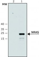 Anti-NRAS (C-terminal) antibody produced in rabbit SAB4200779-100UL