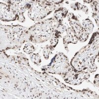 Anti-NRF1 antibody produced in rabbit