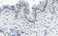 Anti-Nrf2 Antibody, clone 5B20 ZooMAb� Rabbit Monoclonal 