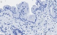 Anti-Nrf2 Antibody, clone 5B20 ZooMAb� Rabbit Monoclonal 