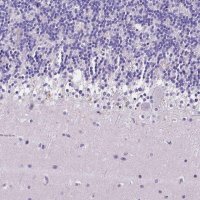 Anti-NRGN antibody produced in rabbit